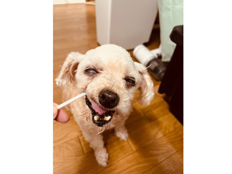 おやつの棒をかじって笑顔になっている愛犬の写真
